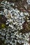 Vertical closeup shot of foliose lichens co-exist with a log in a forest