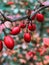 Vertical closeup shot of fresh red barberries on a branch