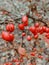 Vertical closeup shot of fresh red barberries on a branch