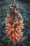 Vertical closeup shot of frozen banksia