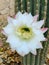 Vertical closeup shot of fully bloomed white flower of a cactus