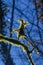 Vertical closeup shot of a funny tree formation near waterfall Butori in Istria, Croatia