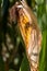 Vertical closeup shot of fuzzy corn growing on an agricultural field