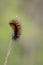 Vertical closeup shot of a fuzzy orange and black caterpillar