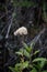 Vertical closeup shot of fuzzy plant in bloom on blurred background