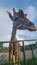 Vertical closeup shot of a giraffe leaning over a railing