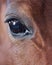 Vertical closeup shot of the glassy black eye of a brown Arabian horse