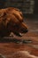 Vertical closeup shot of a Golden Retriever protecting the home from a snake