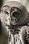 Vertical closeup shot of a gorgeous tawny owl with lush brown feathers