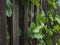 Vertical closeup shot of grape leaves behind the wooden fence