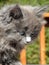Vertical closeup shot of the gray, fluffy Nebelung kitten (Felis Catus) in the park in the daytime