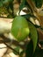 Vertical closeup shot of a green avocado growing on a tree