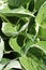 Vertical closeup shot of green Hosta leaves