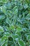 Vertical closeup shot of green leaves on a household plant