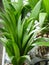 Vertical closeup shot of green leaves of pandanus plant