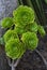 Vertical closeup shot of green Mexican rose flower on a blurred background