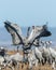 Vertical closeup shot of a group of cranes in the field