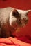 Vertical closeup shot of a grumpy British shorthair cat on a red blanket