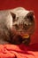 Vertical closeup shot of a grumpy British shorthair cat on a red blanket