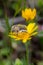 Vertical closeup shot of a hairy beetle on a yellow flower