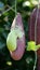 Vertical closeup shot of a hanging dutchman\'s pipe flower