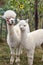 Vertical closeup shot of the heads of two cute white baby lamas