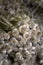 Vertical closeup shot of a heap of freshly harvested garlic bulbs with tops