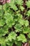 Vertical closeup shot of heuchera leaves