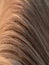 Vertical closeup shot of the horse mane hair waved from the wind