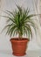 Vertical closeup shot of houseplant Dracaena palm isolated on a white background