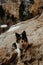 Vertical closeup shot of an Icelandic sheepdog lying on the rocks in a canyon