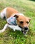 Vertical closeup shot of a Jack Russell dog nibbling a toy why lying on the green grass