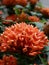 Vertical closeup shot of a King  Ixora