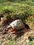 Vertical closeup shot of a Leopard Tortoise coming out from a hole in the ground