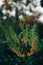 Vertical closeup shot of mahonia plant in a forest at daytime