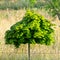 Vertical closeup shot of a maple tree on a field