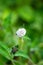 Vertical closeup shot of a melanthera nivea flower in the garden.