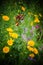 Vertical closeup shot of a mix of wildflowers growing in Missouri