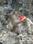 Vertical closeup shot of a monkey sitting on a stone eating a watermelon