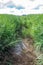 Vertical closeup shot of a muddy path in a green field