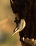 Vertical closeup shot of a Nuthatch bird on a tree with a blur background