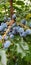 Vertical closeup shot of Oregon grape or holly-leaved barberry on branch with green leaves