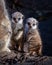 Vertical closeup shot of a pair of adorable baby meerkats