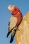 Vertical closeup shot of a pink galah parakeet at Pinnacle Desert, Western Australia