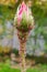 Vertical closeup shot of a pink rosebud with tiny insects on it   parasite