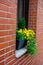 Vertical closeup shot of a plot with yellow flowers in front of a window of a brick wall