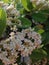 Vertical closeup shot of Purple Chokeberry (Aronia Prunifolia) flowers and leaves in a garden