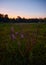 Vertical closeup shot of purple flowers in a green fiels against the orange sky at sunset