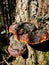 Vertical closeup shot of a red-banded polypore fungus on a tree