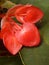 Vertical closeup shot of red Begonia flower